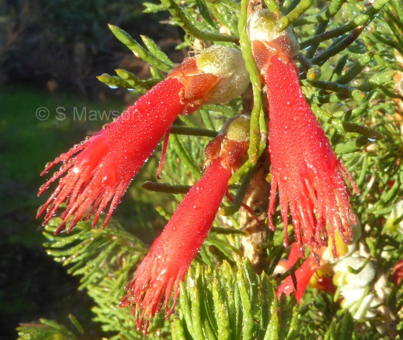 Calothamnus rupestris