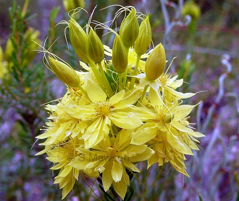 Calytrix flavescens