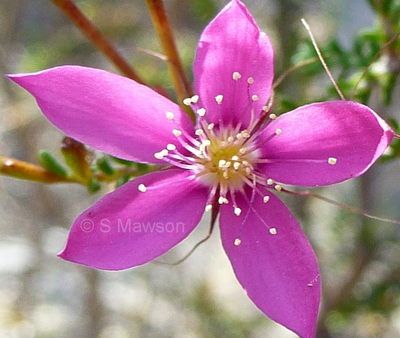Calytrix fraseri