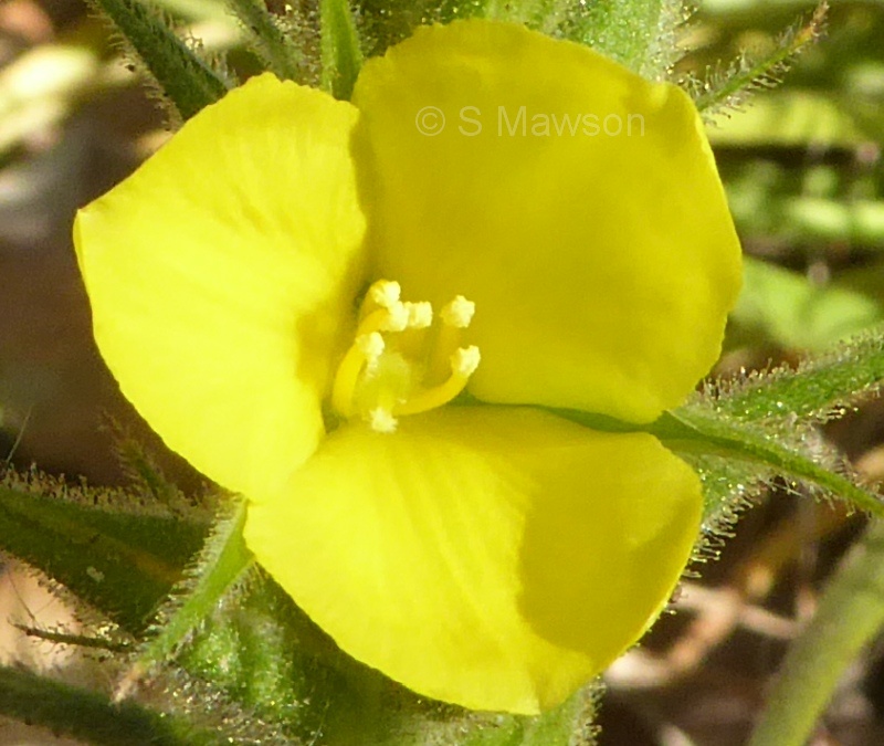 Cartonema philydroides