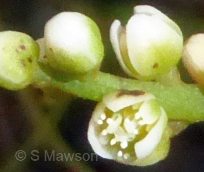Cassytha racemosa