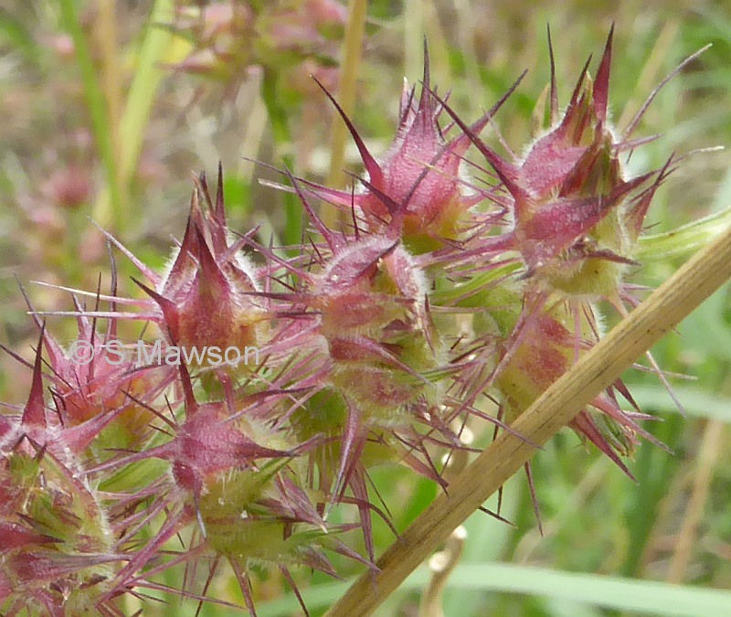 Cenchrus echinatus