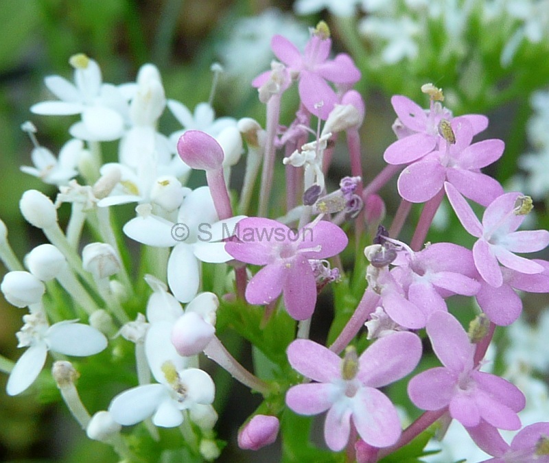 Centranthus macrosiphon