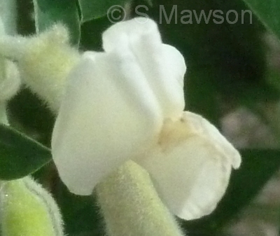 Chamaecytisus palmensis