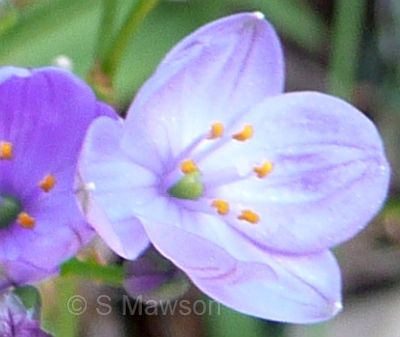 Chamaescilla corymbosa