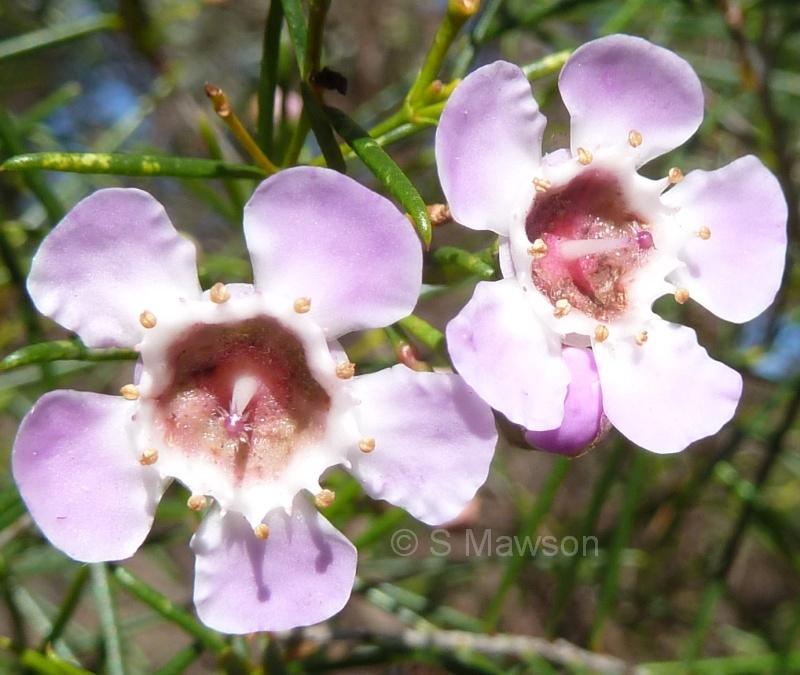 Chamelaucium uncinatum