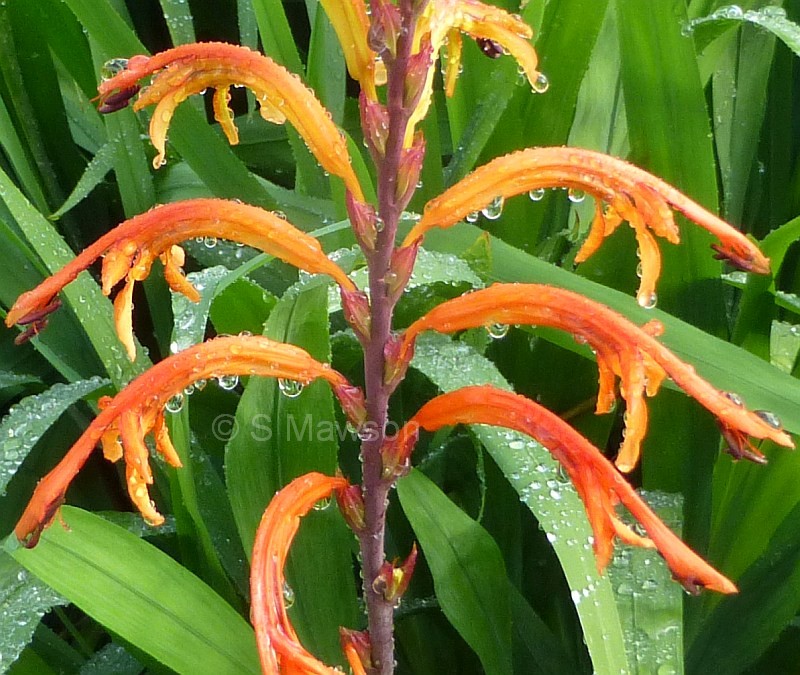 Chasmanthe floribunda