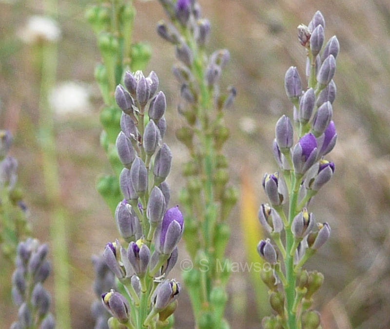 Comesperma virgatum