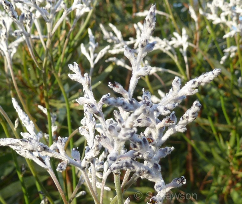 Conospermum triplinervium
