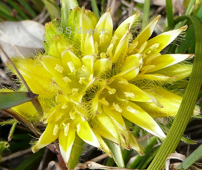 Conostylis aculeata