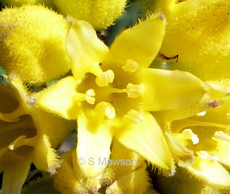 Conostylis candicans