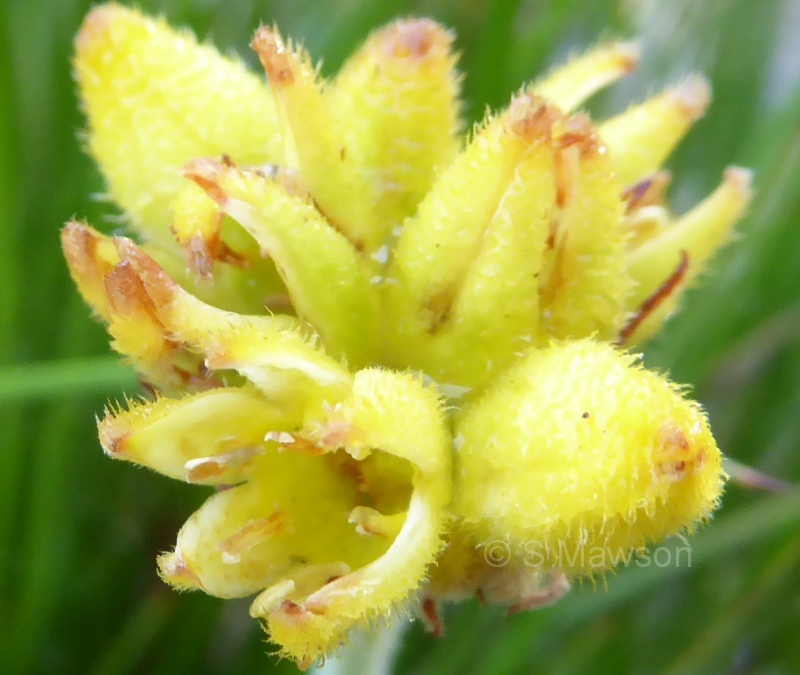 Conostylis festucacea