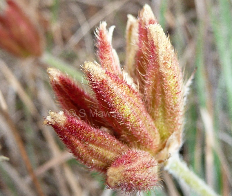 Conostylis setigera