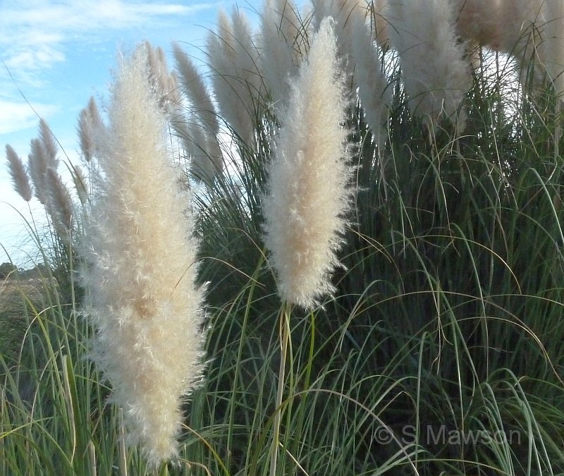 Cortaderia selloana
