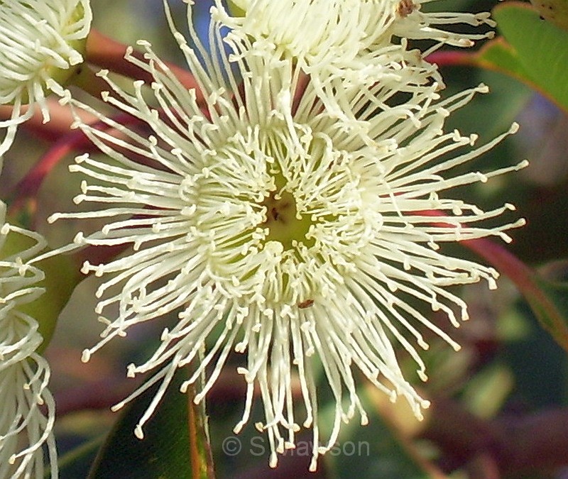 Corymbia calophylla