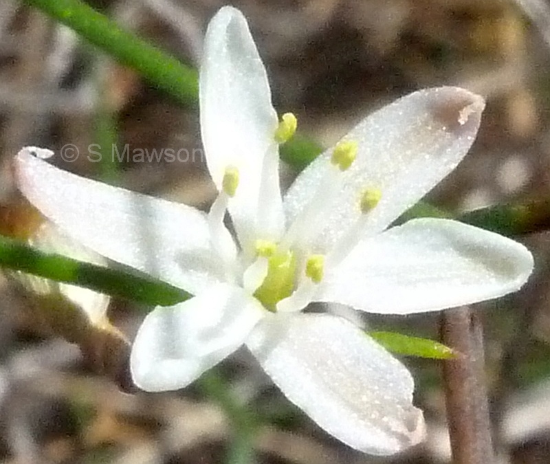 Corynotheca micrantha