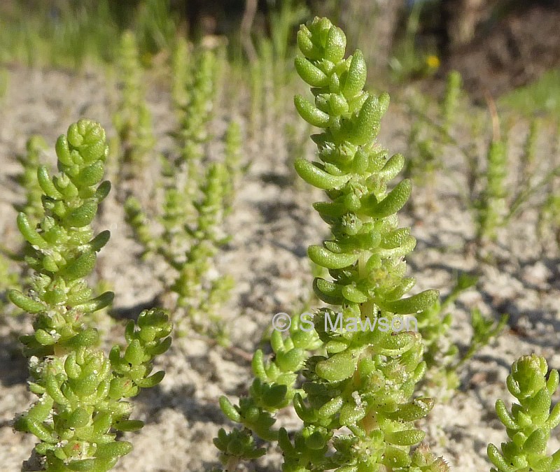 Crassula colorata