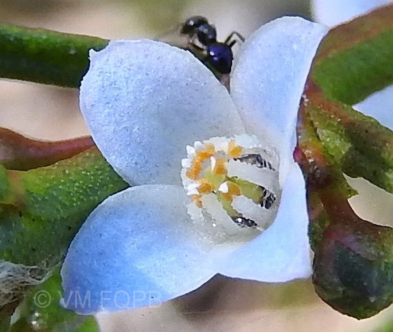 Cyanothamnus ramosus subsp. anethifolius