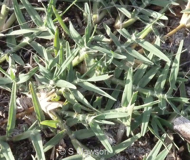 Cynodon dactylon
