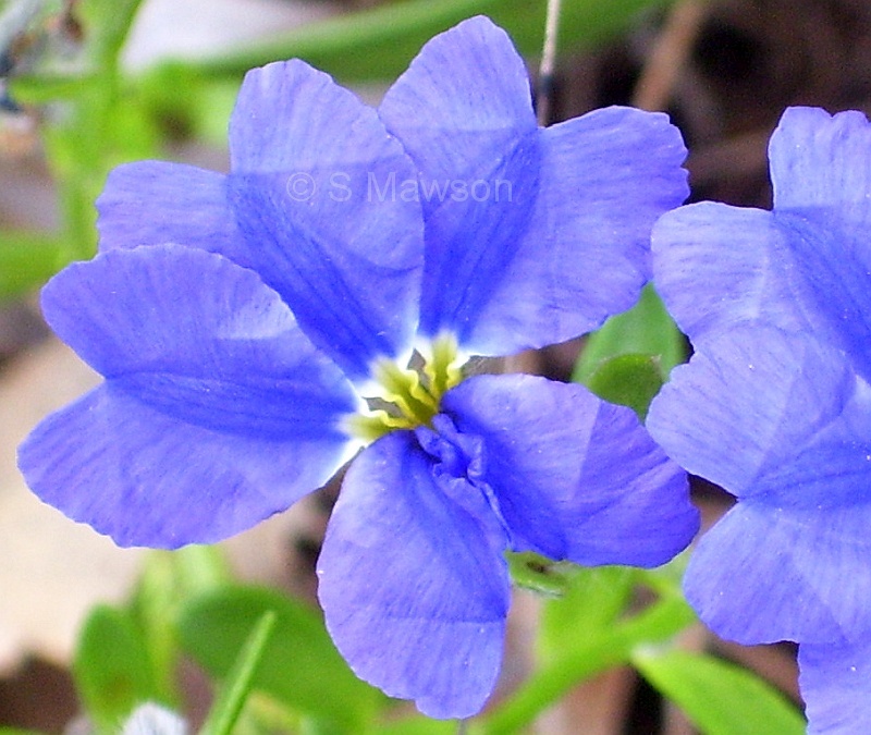 Dampiera linearis
