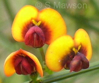 Daviesia divaricata