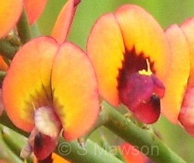 Daviesia physodes