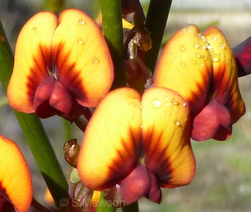 Daviesia triflora