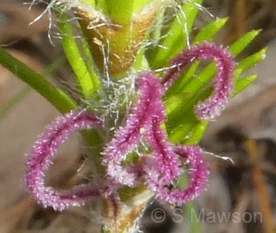 Desmocladus fasciculatus