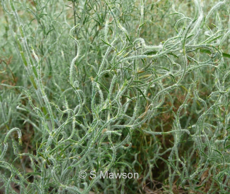Desmocladus flexuosus