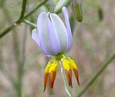 Dianella revoluta