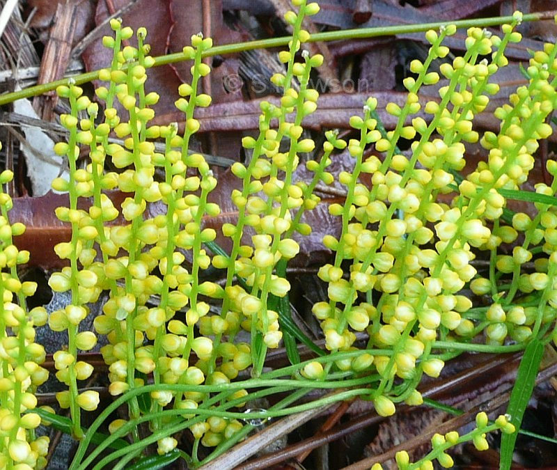 Dioscorea hastifolia