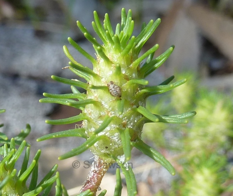 Dischisma capitatum