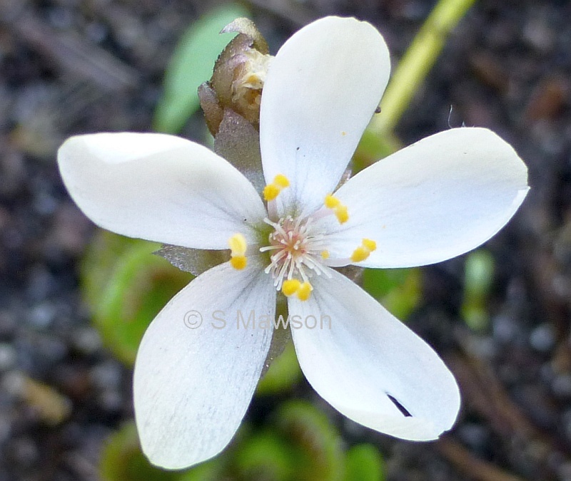 Drosera erythrorhiza