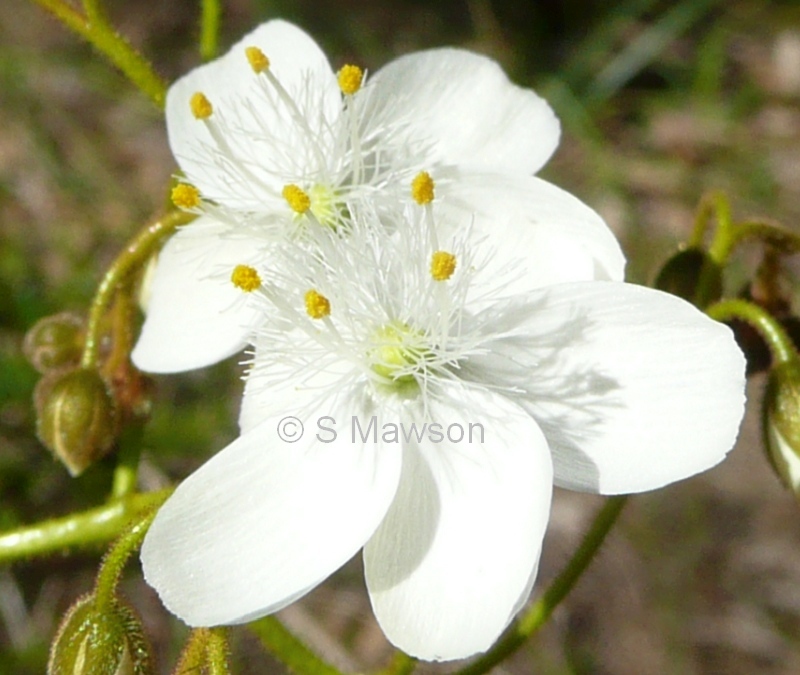 Drosera macrantha