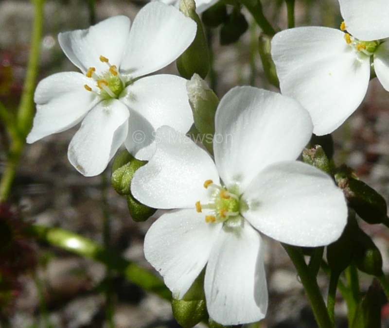 Drosera porrecta