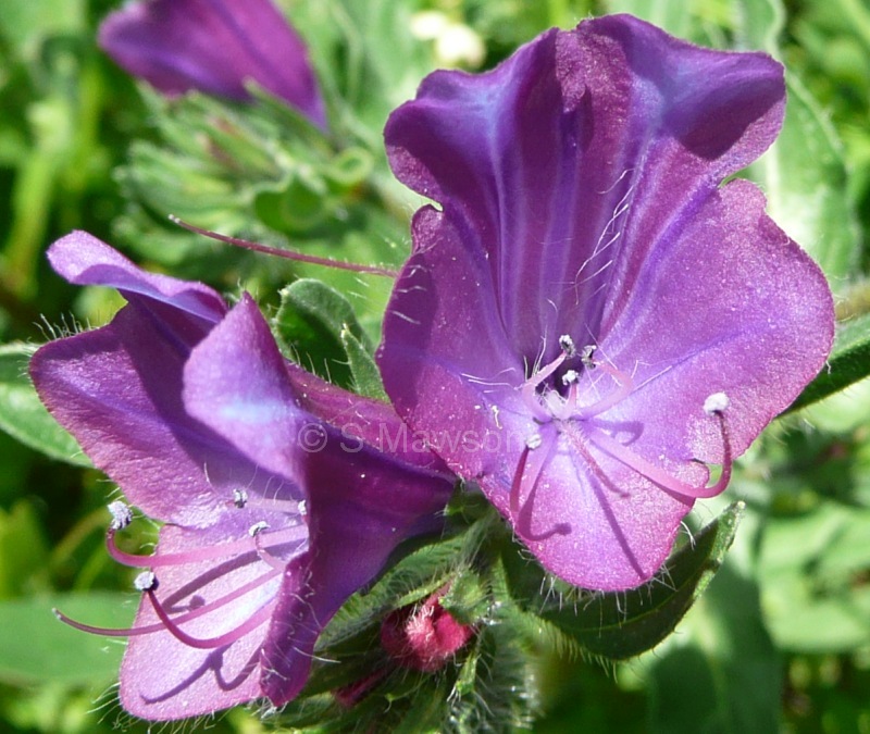 Echium plantagineum