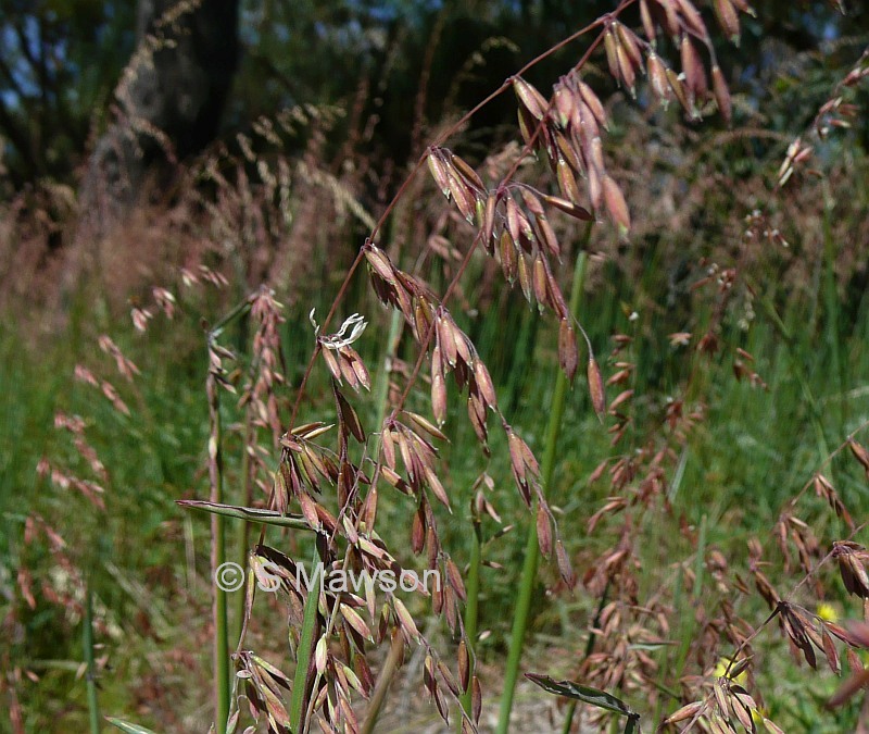 Ehrharta calycina