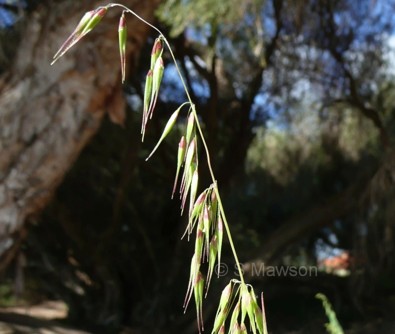 Ehrharta longiflora