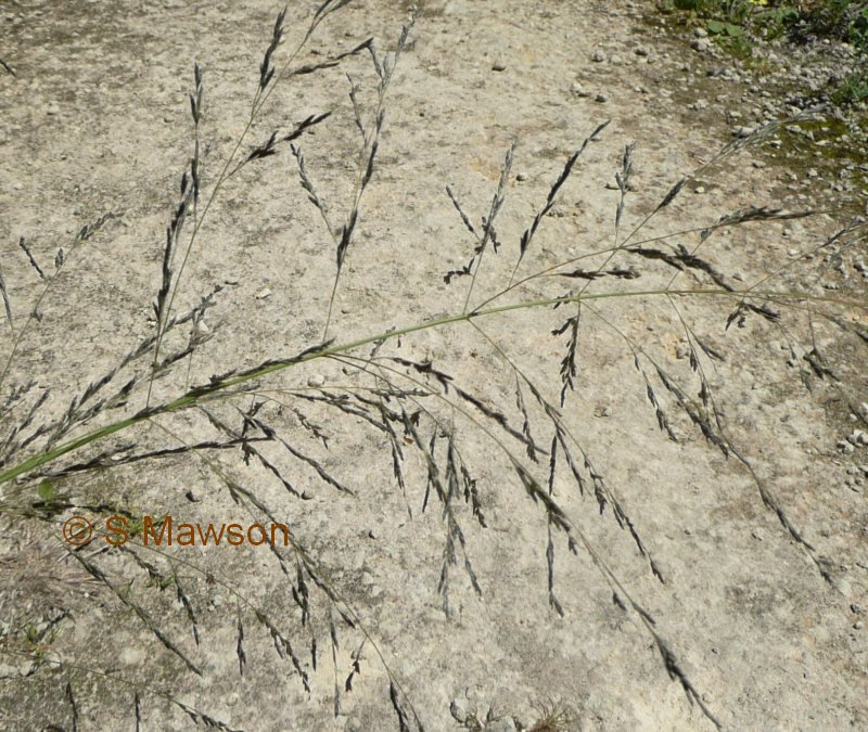 Eragrostis curvula