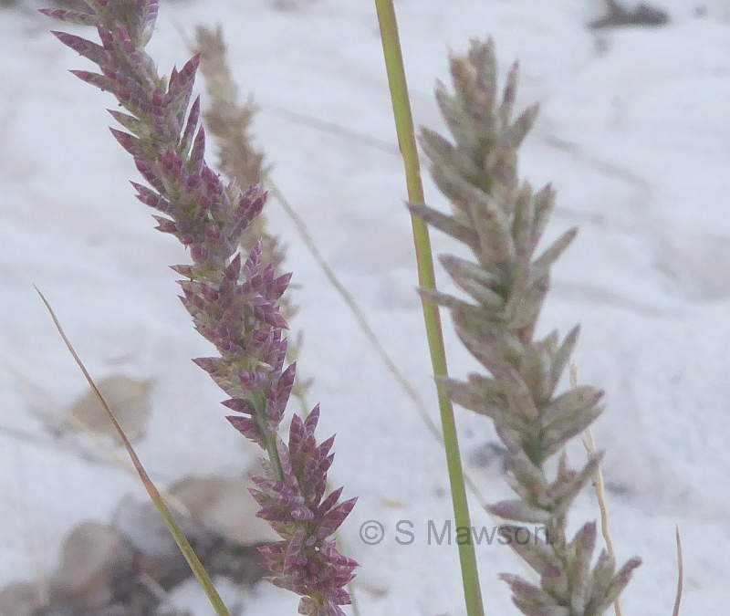 Eragrostis elongata