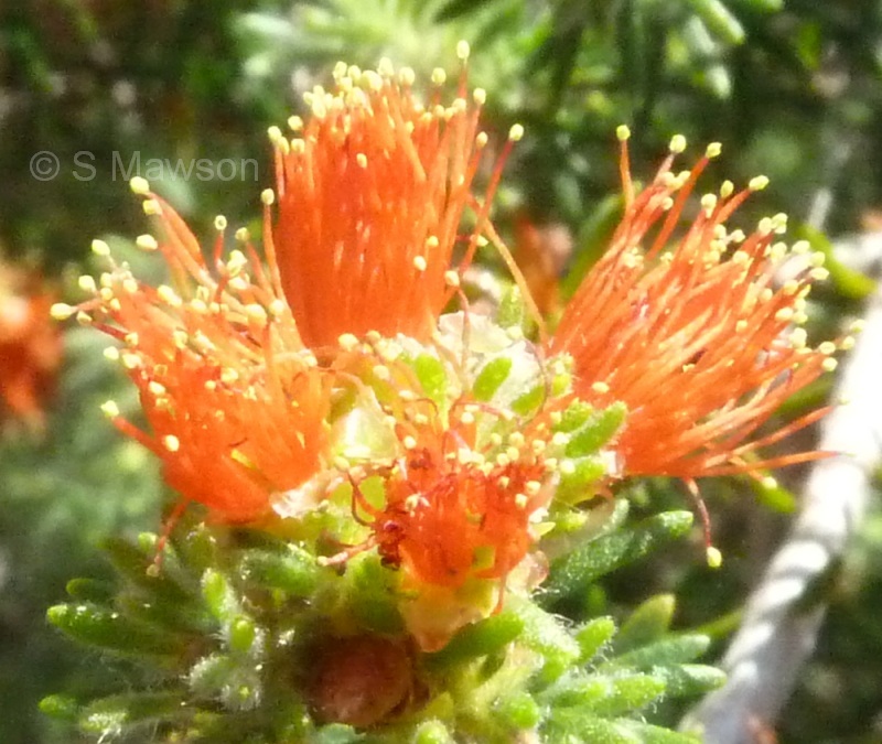Eremaea pauciflora