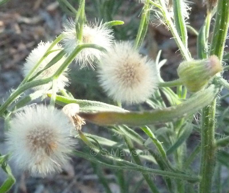 Erigeron bonariensis