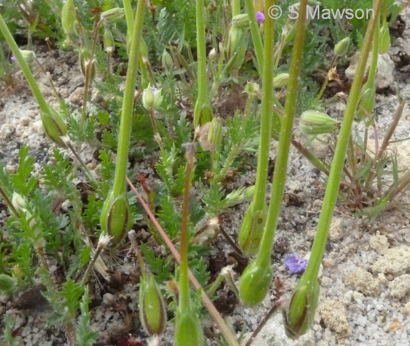 Erodium botrys