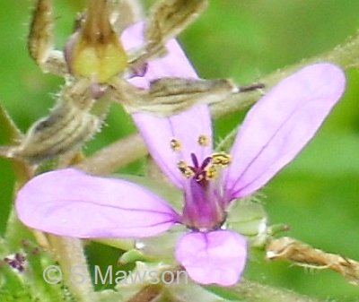 Erodium moschatum