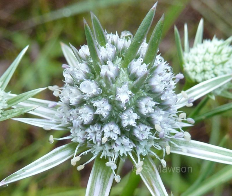 Eryngium pinnatifidum