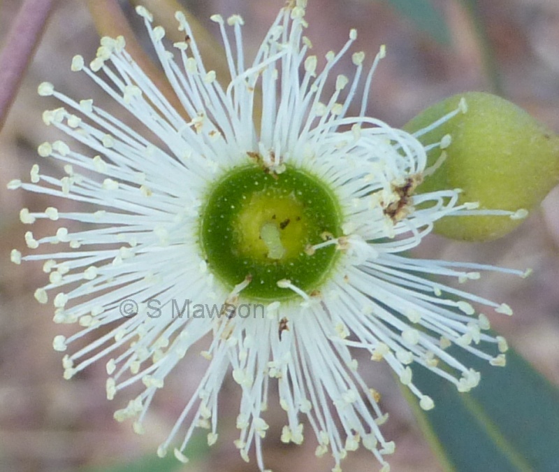 Eucalyptus todtiana