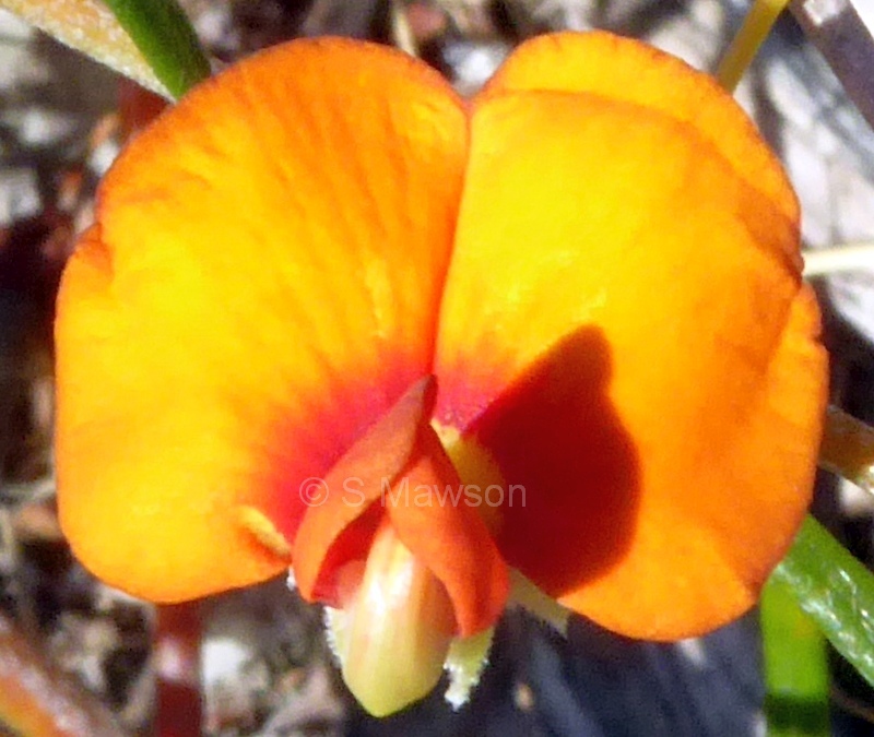 Euchilopsis linearis