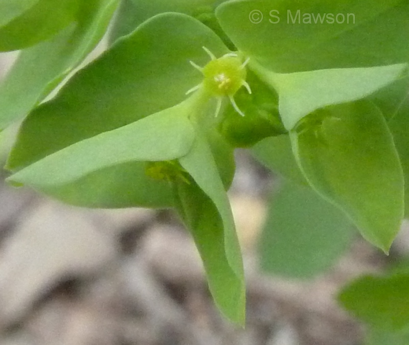 Euphorbia peplus