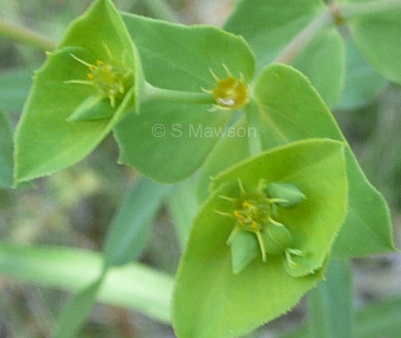 Euphorbia terracina