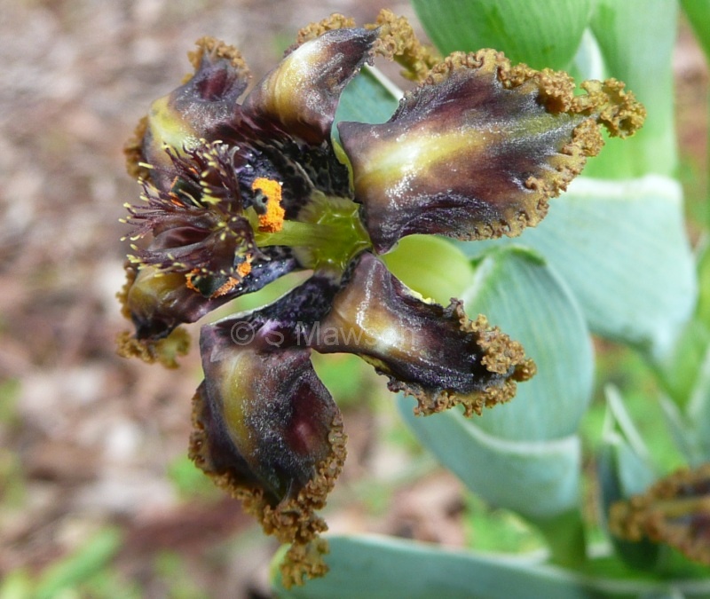 Ferraria crispa